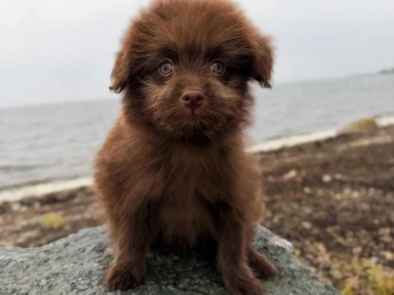 Billede 5 - Brune Pomapoo bamser