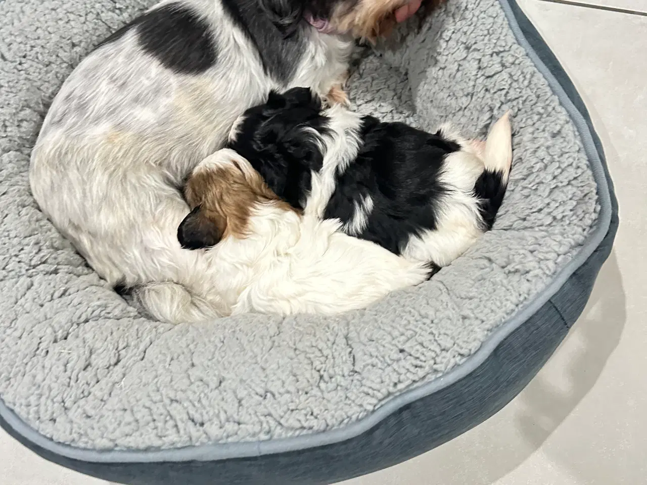 Billede 9 - Sød og allergivenlige Shih-Tzu hvalpe🐶