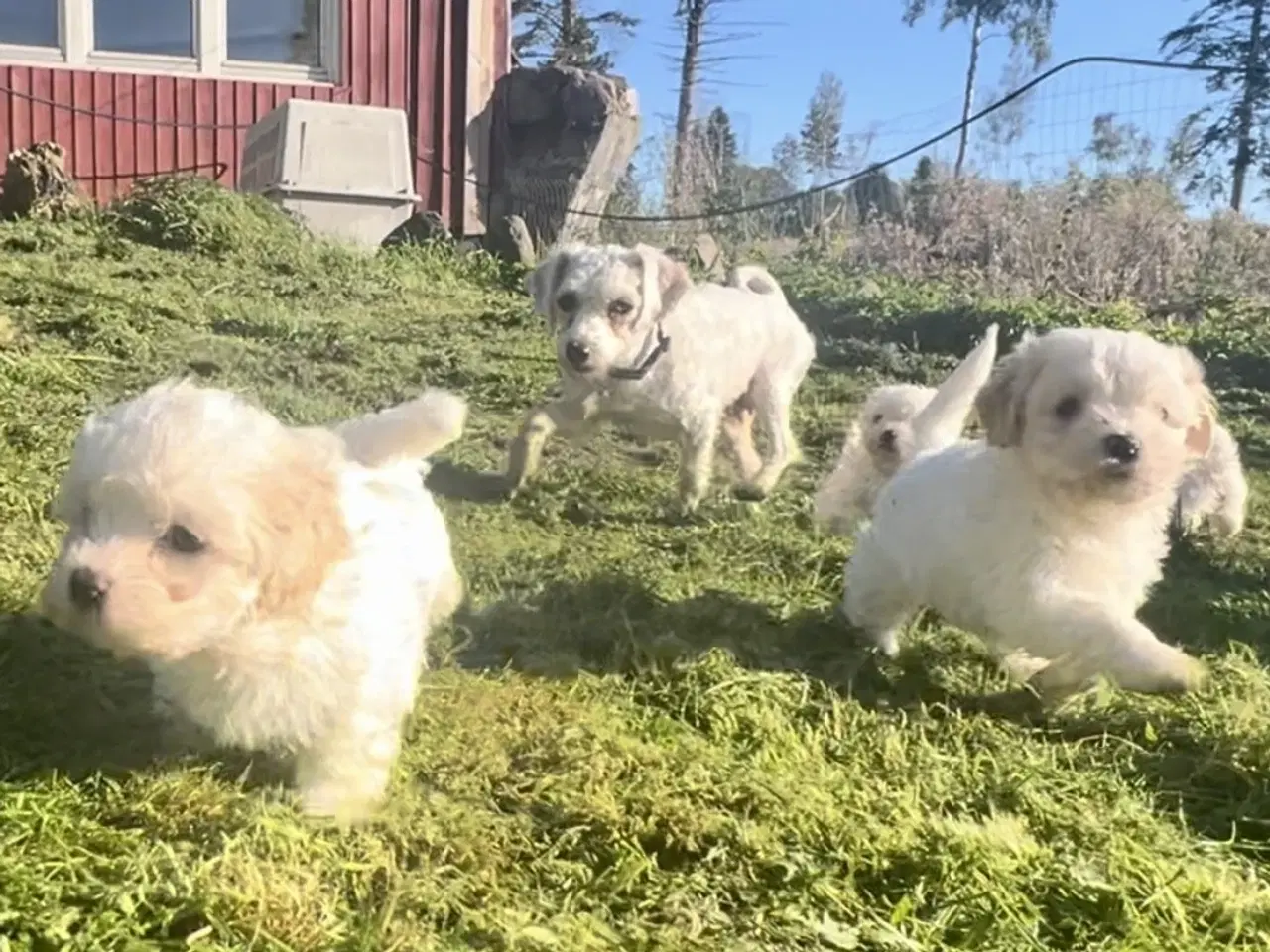 Billede 11 - Blandingshvalpe Malteser / Shih Tzu