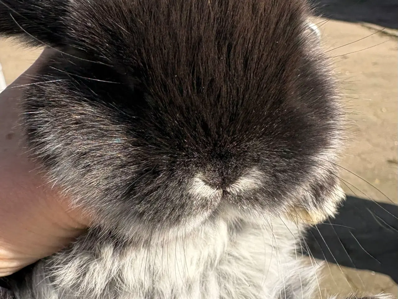 Billede 1 - Minilops pige