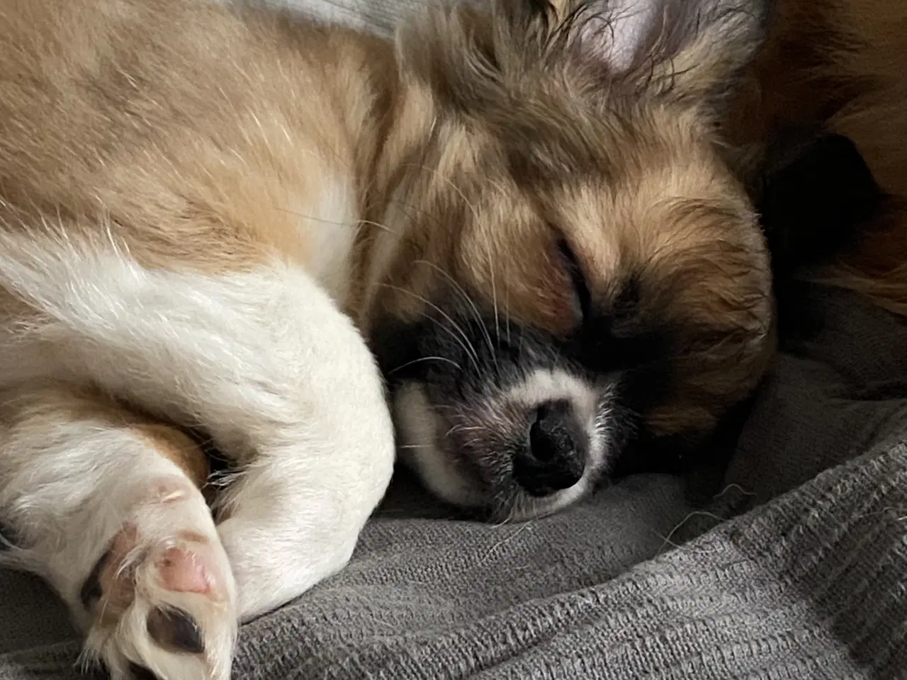 Billede 4 - Ung Hanhund