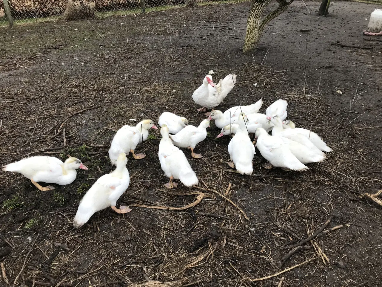 Billede 6 - Franske moskusællinger sælges