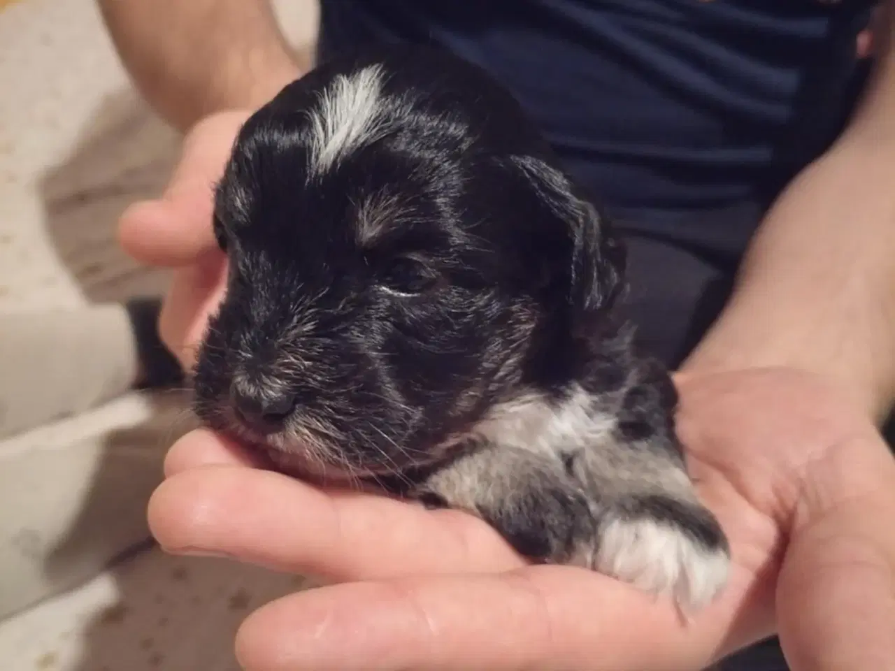 Billede 2 - Sælger Bichon Havanais kvalpe