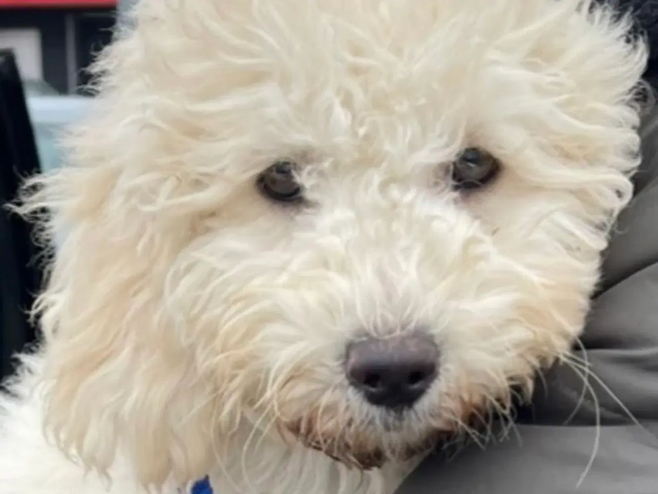 Billede 7 - De skønneste Mini Goldendoodle hvalpe 