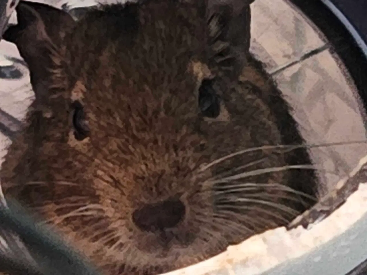 Billede 3 - DEGU 2 STK. Med stort bur