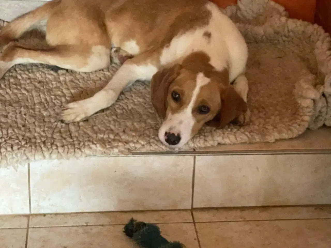 Billede 8 - Skønne Riga søger sit 4ever hjem