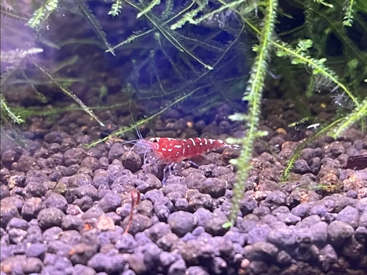 Billede 6 - Akvarie Rejer, Black Galaxy Caridina Shrimp