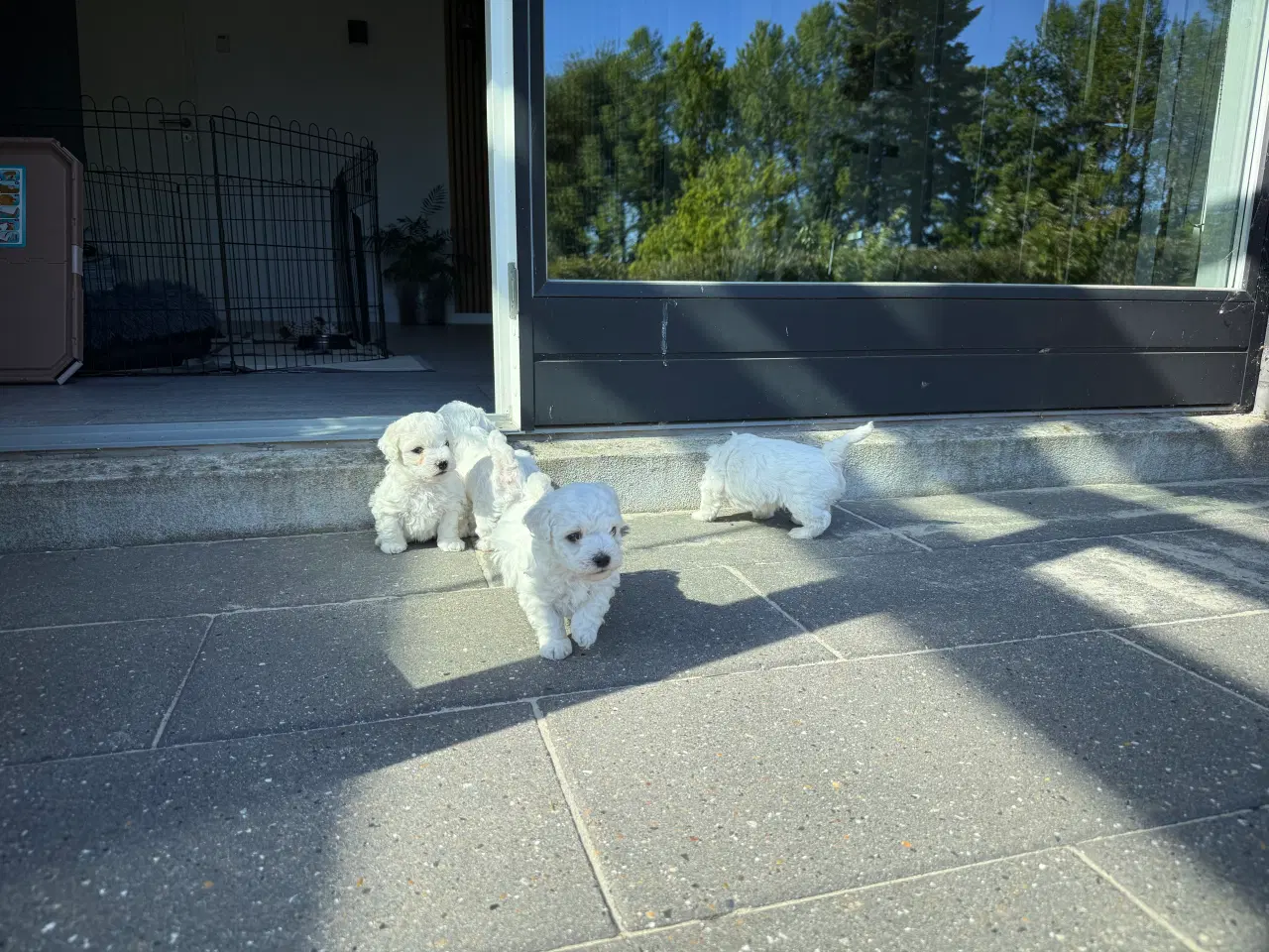 Billede 4 - Bichon Frisé hvalpe