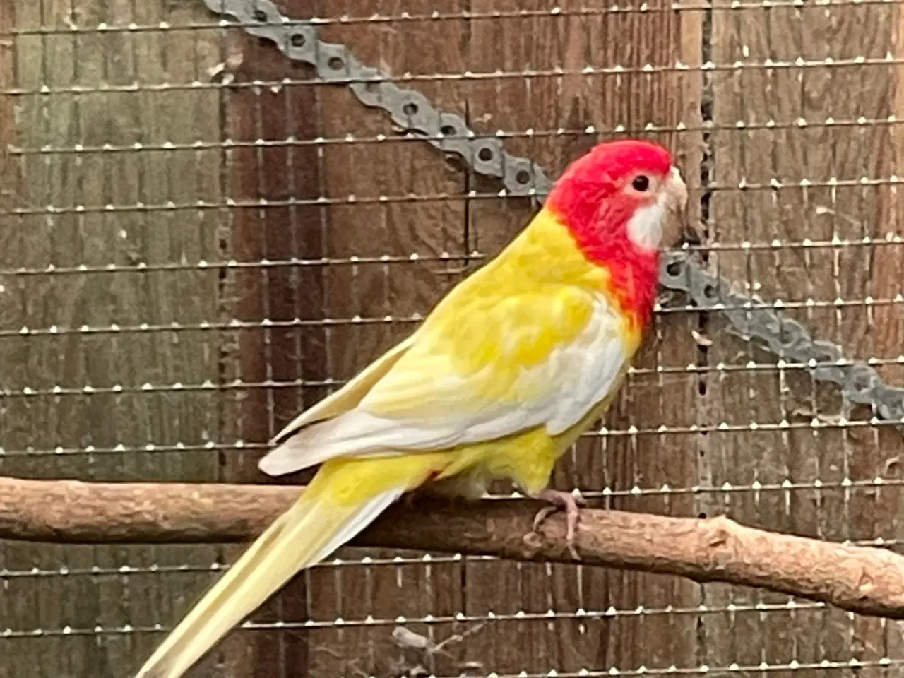 Billede 5 - Rosella lutino og rubino