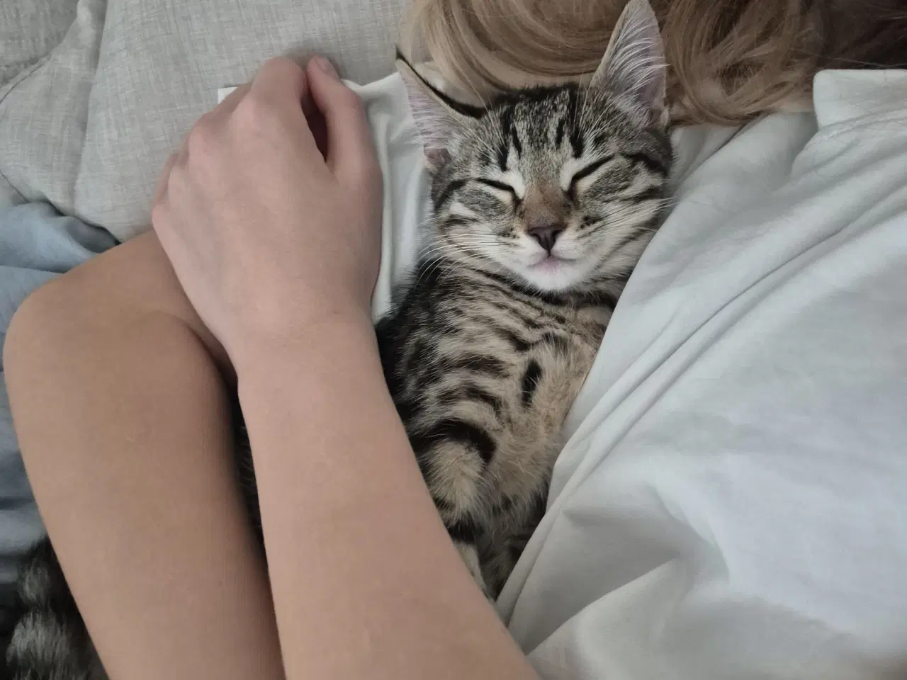 Billede 3 - Killinger - Ragdoll blanding