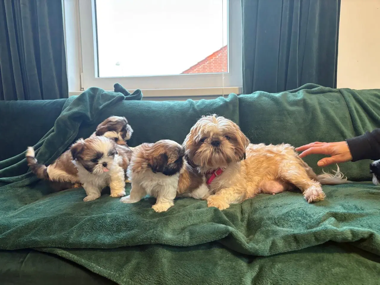 Billede 7 - Til salg Shih Tzu hvalpe født den 10. november.