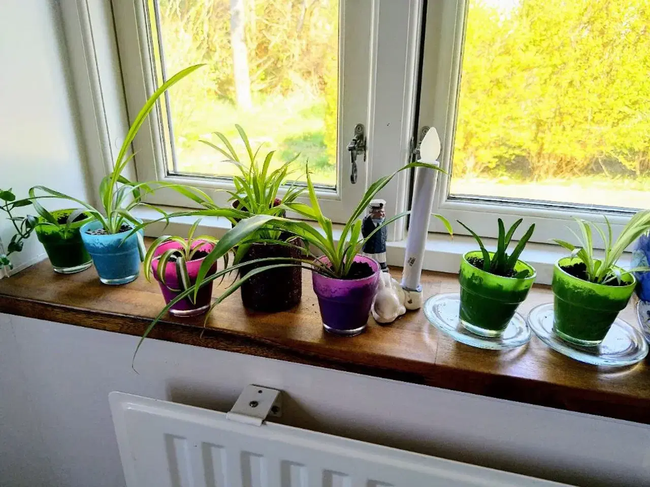 Billede 2 - Mini planter i skjulere