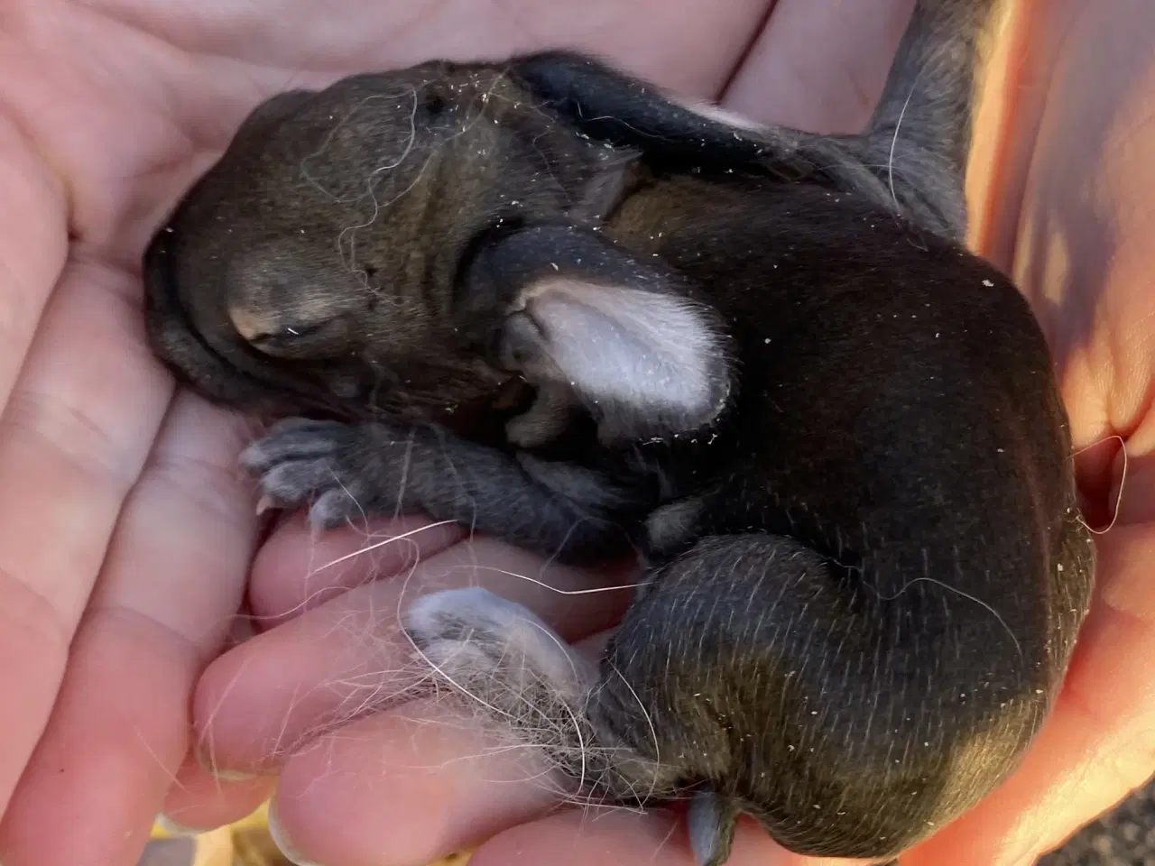 Billede 4 - FRANSK VÆDDER HAN VILDTGRÅ