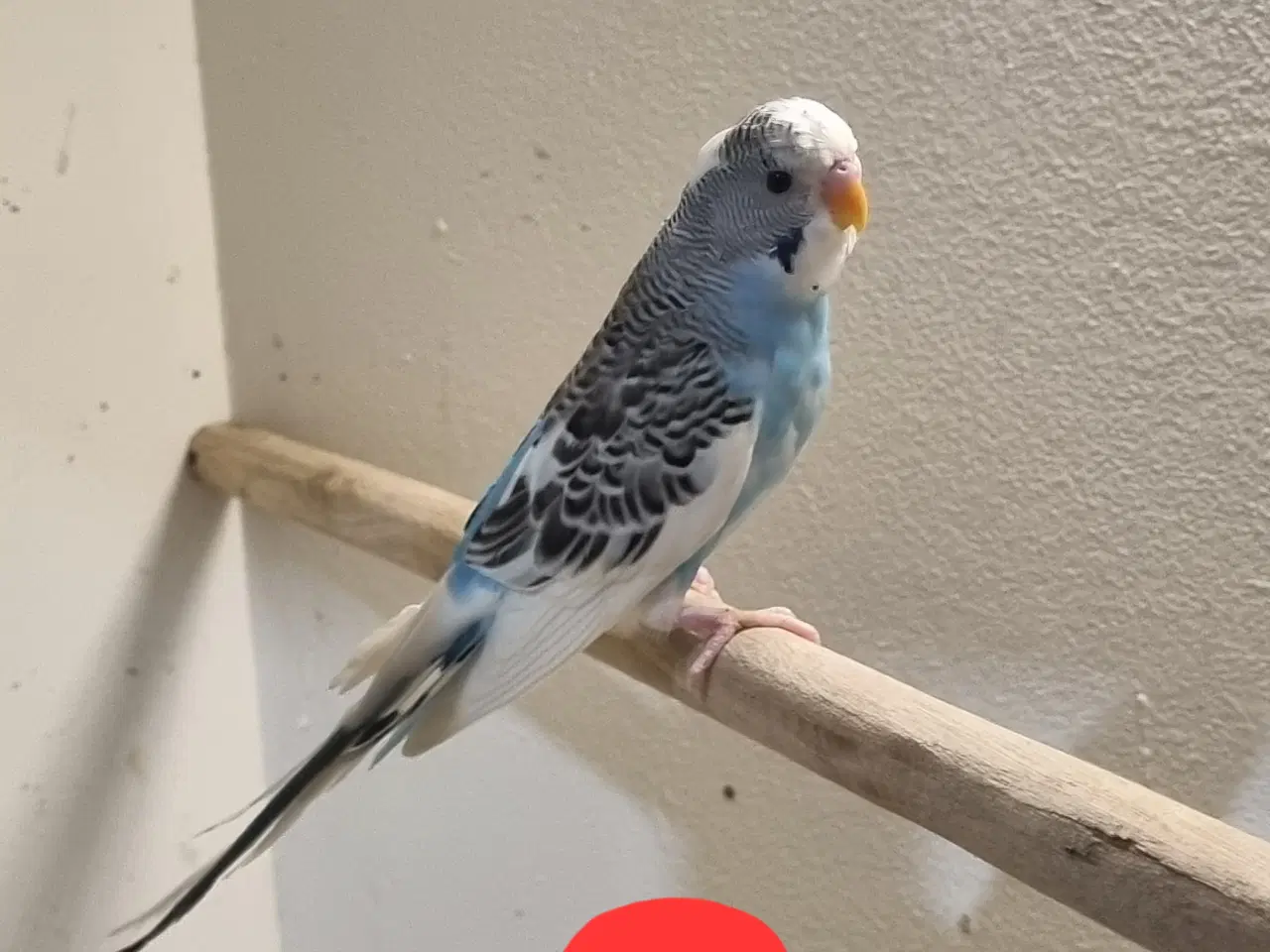 Billede 4 - Undulat unger