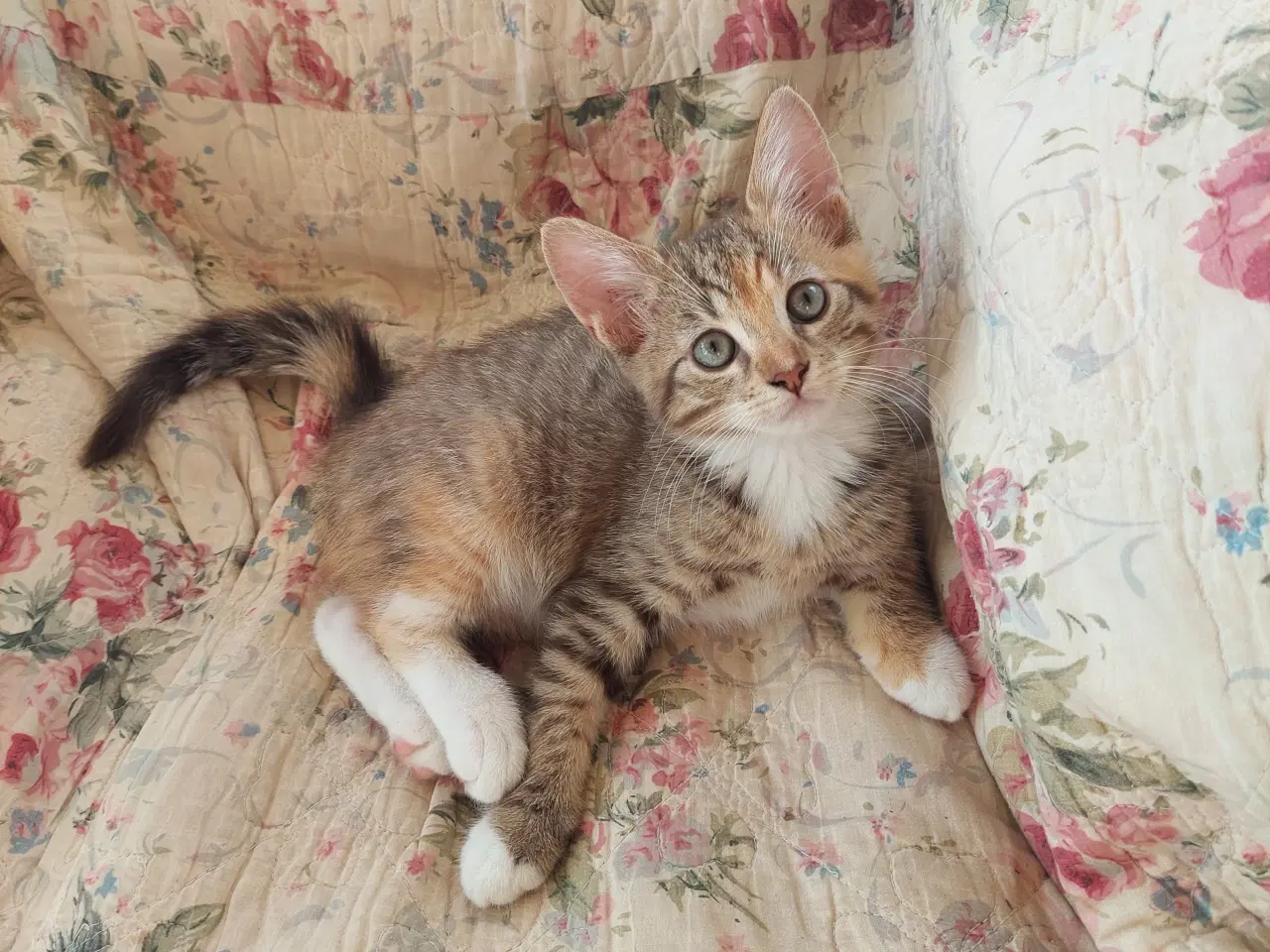 Billede 7 - Smukke tortie killinger
