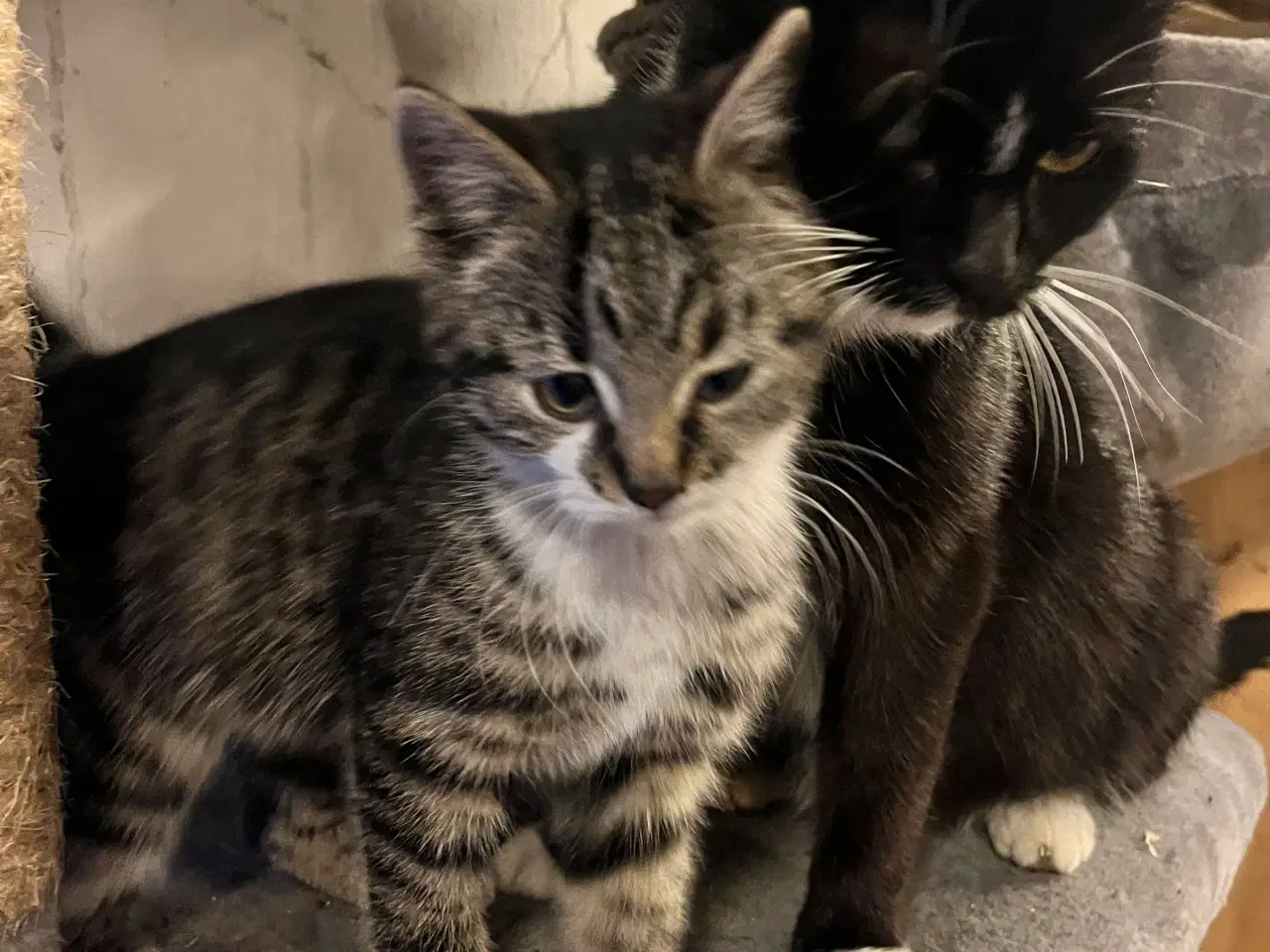 Billede 6 - Super søde killinger sælges