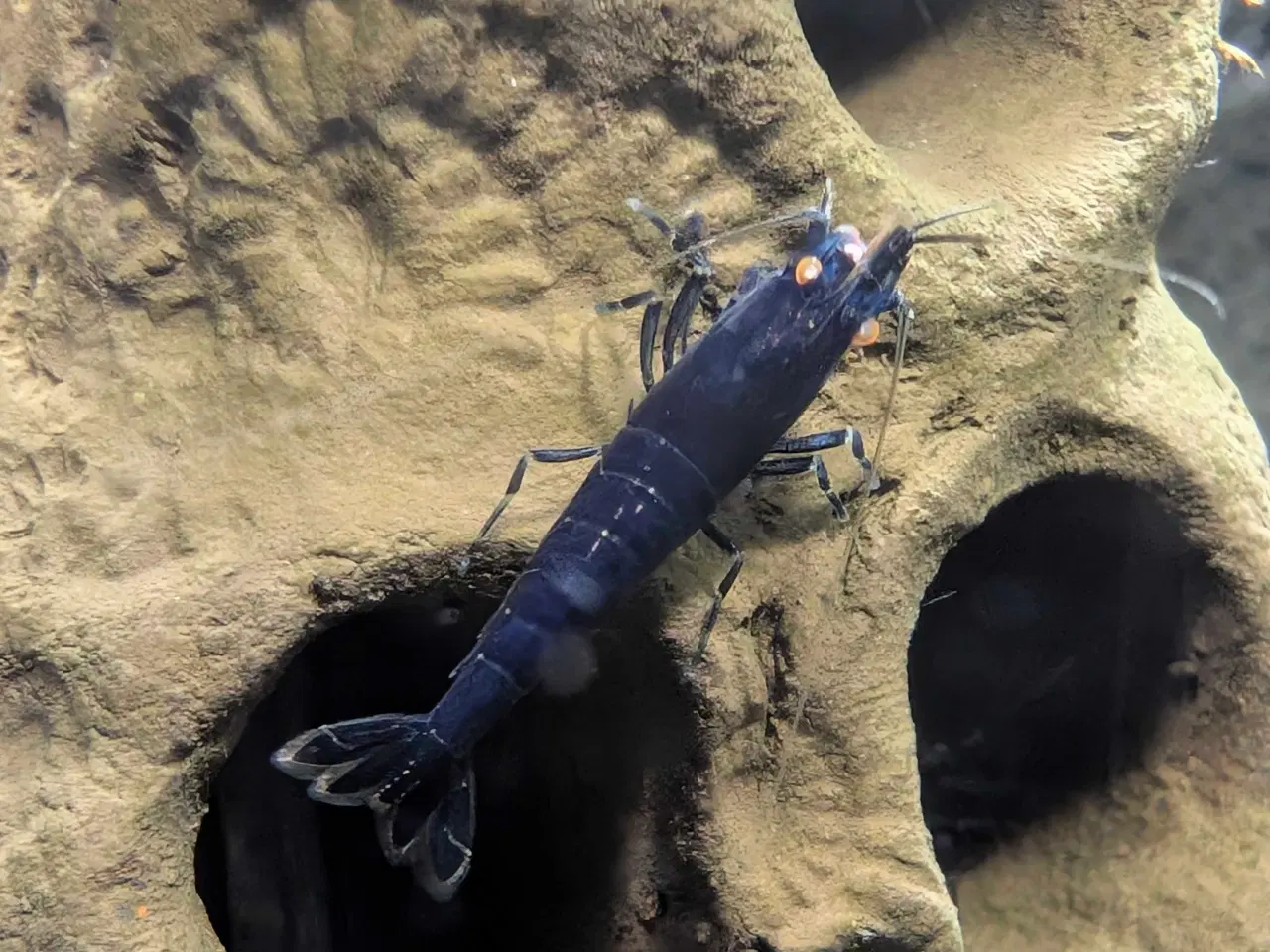 Billede 4 - Caridina Royal Blue Tiger OE reje 