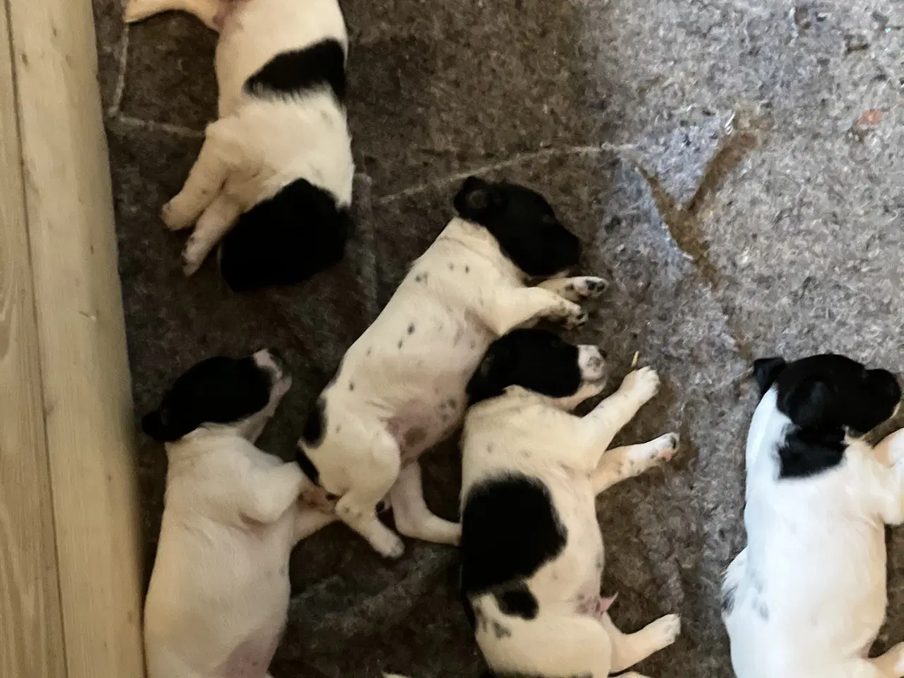 Billede 2 - Hunde Hvalpe sælges