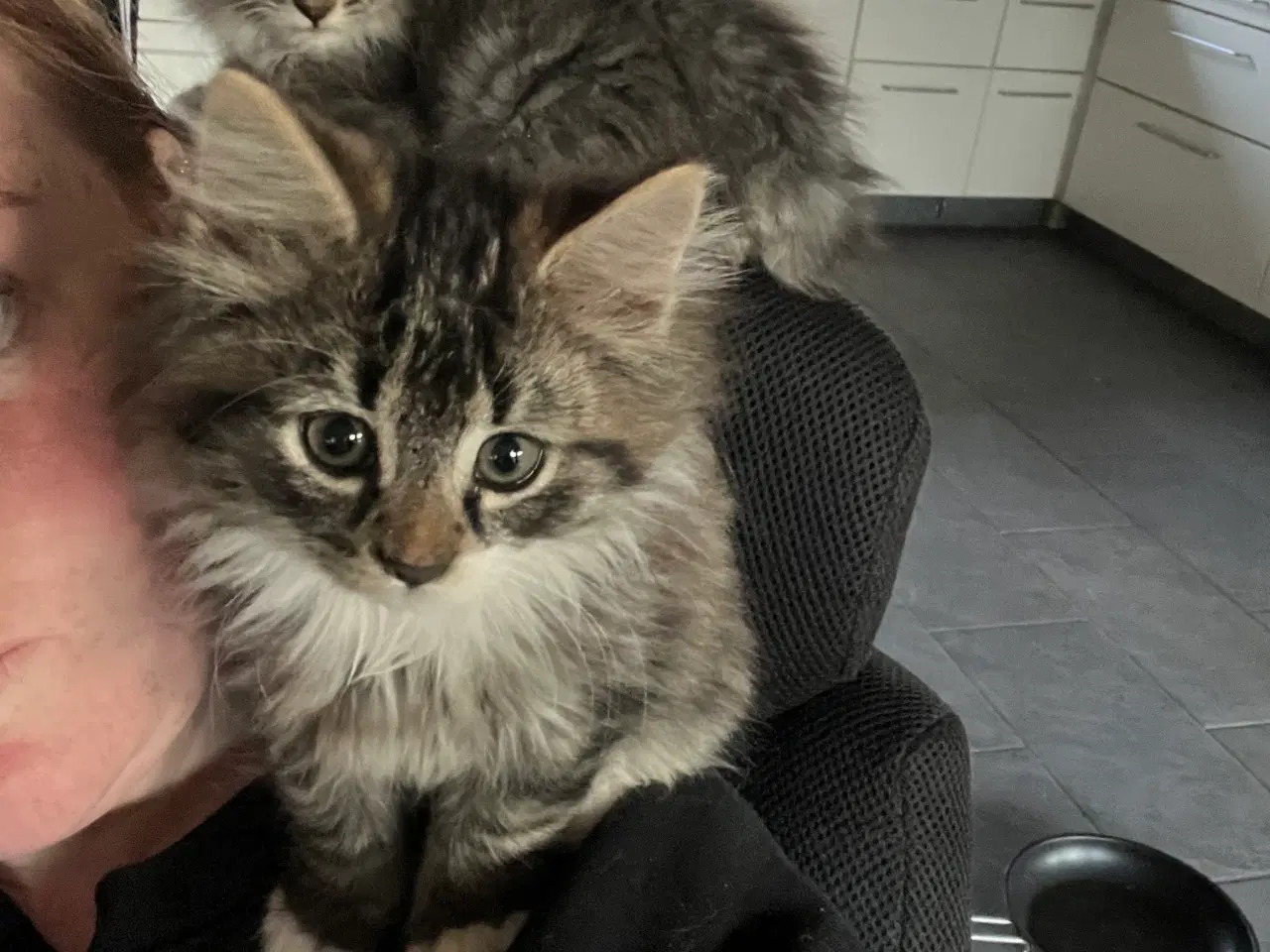 Billede 5 - Langhåret hun Maine Coon-blanding