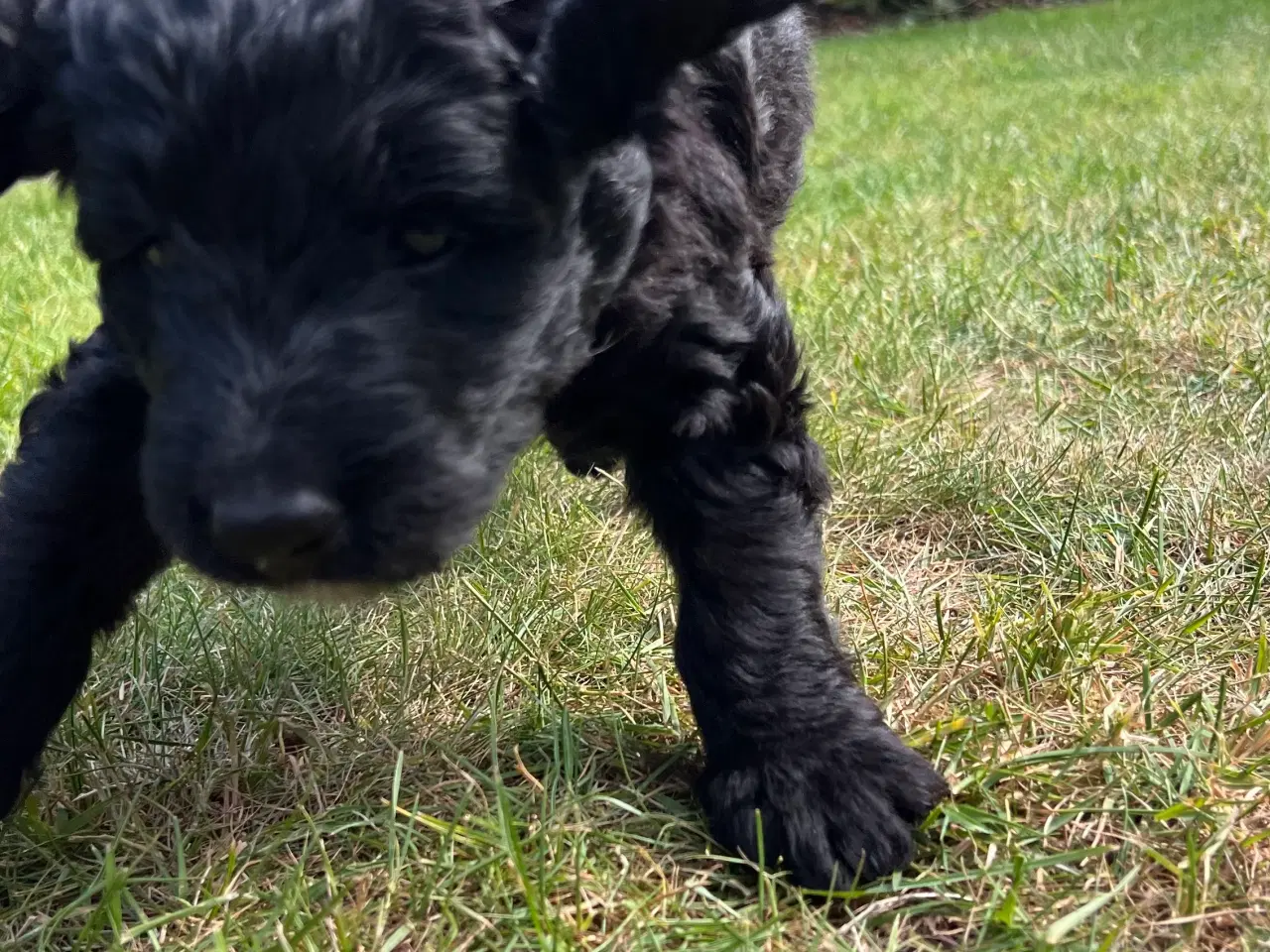 Billede 7 - Bernedoodle / berne doodle 