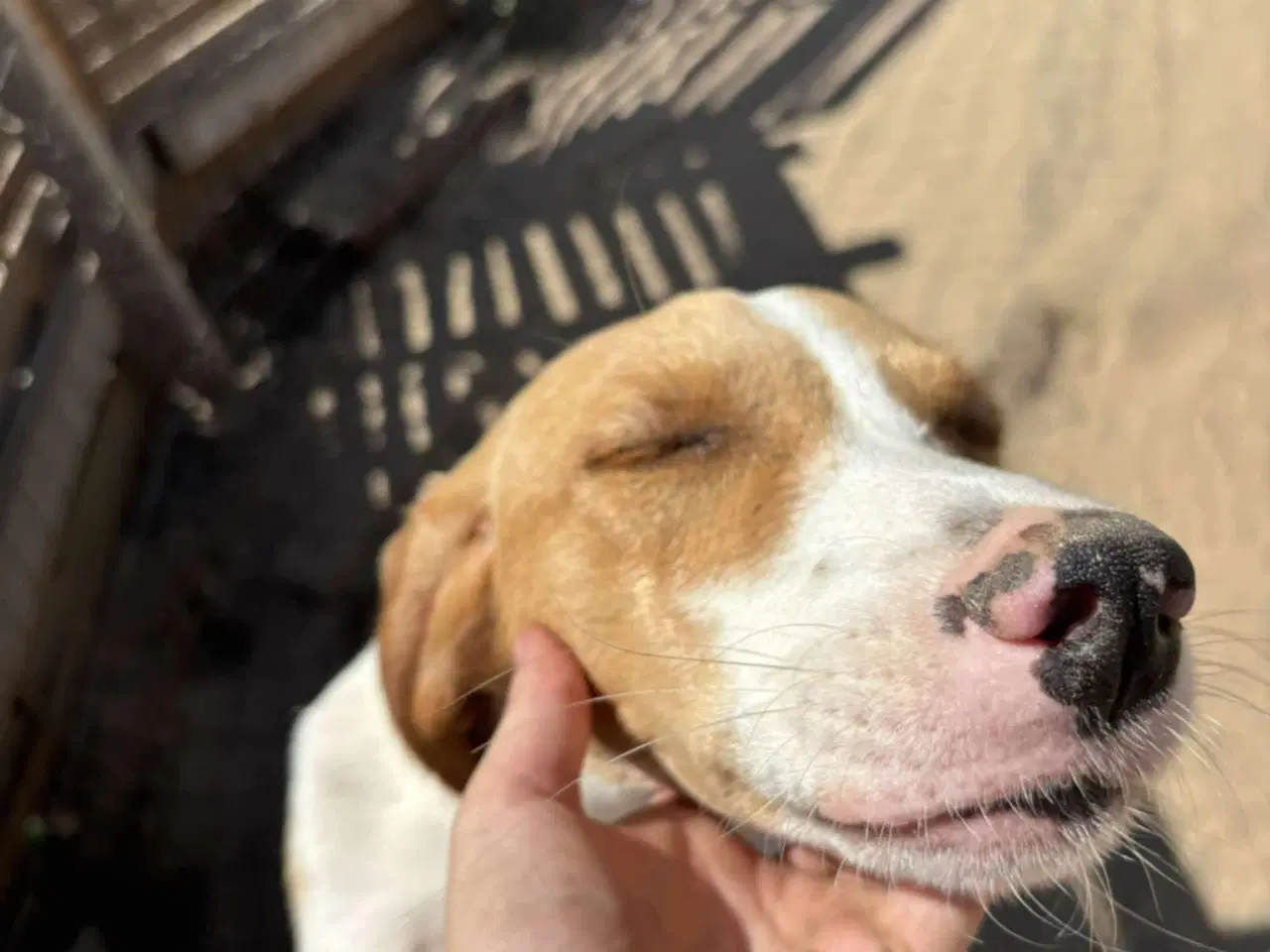 Billede 9 - Skønne Riga søger sit helt eget hjem