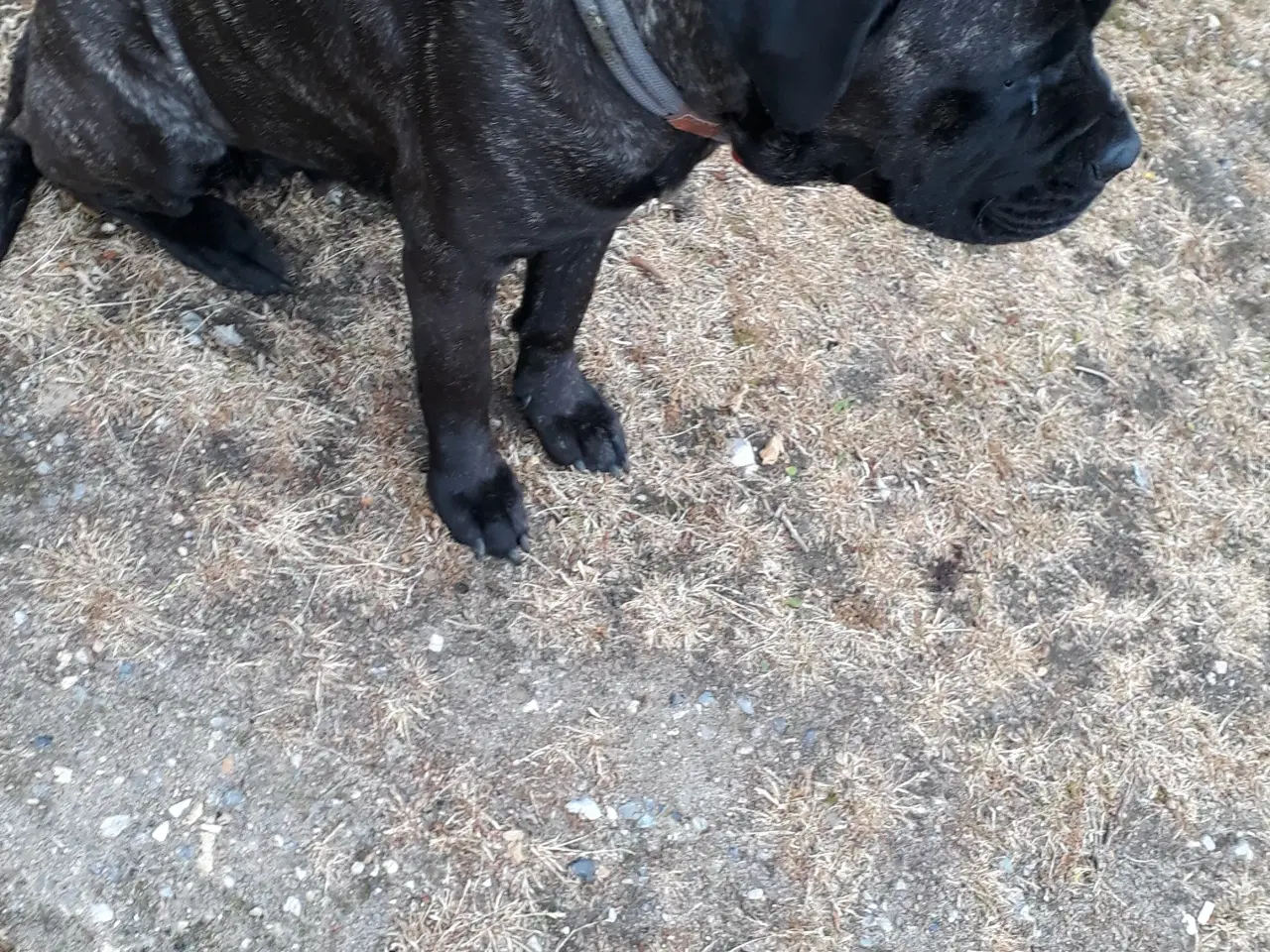 Billede 11 - Cane Corso Hvalpe Sælges. Læs helle teksten. 