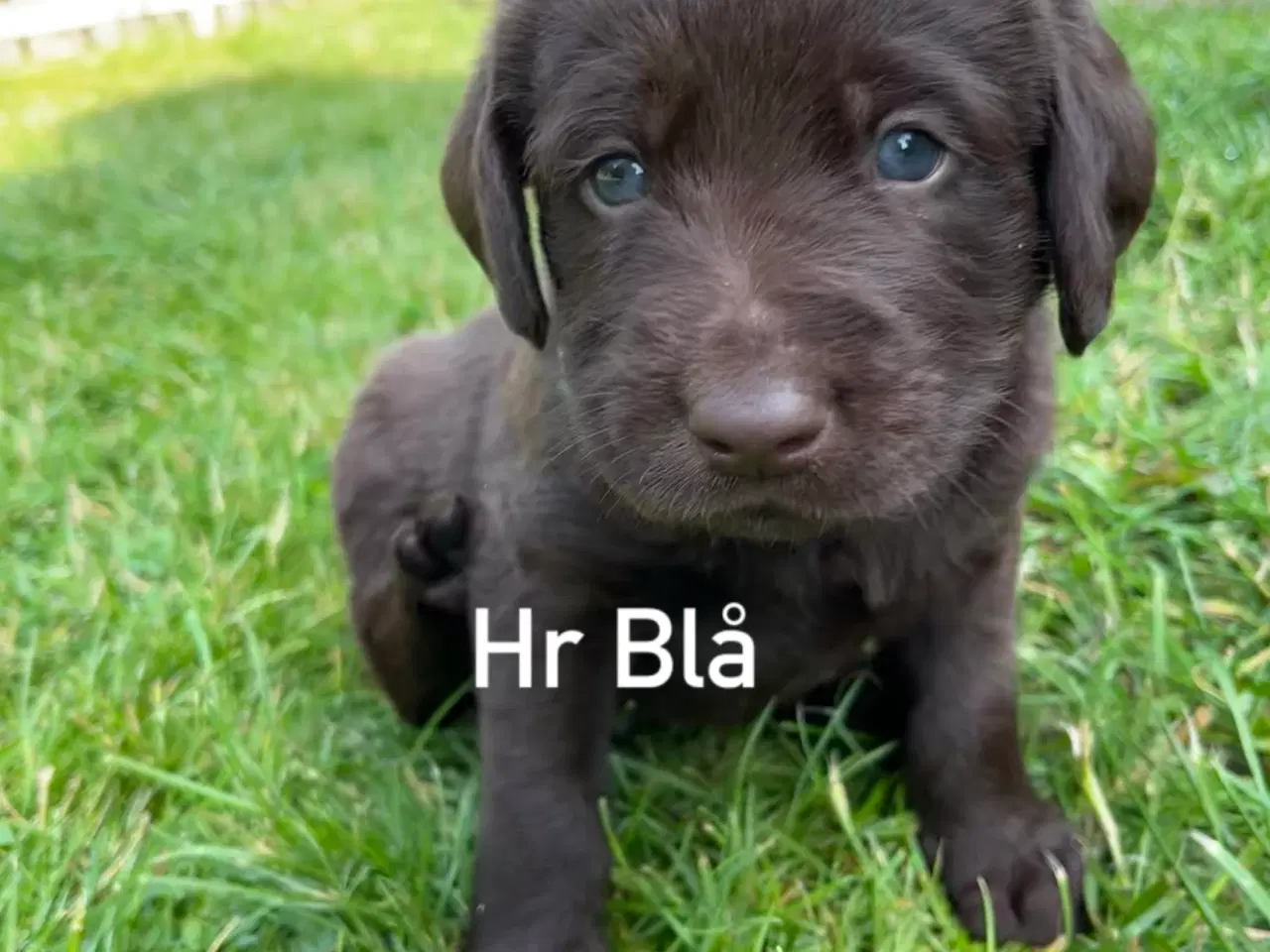 Billede 3 - Kærlig og intelligent hvalp
