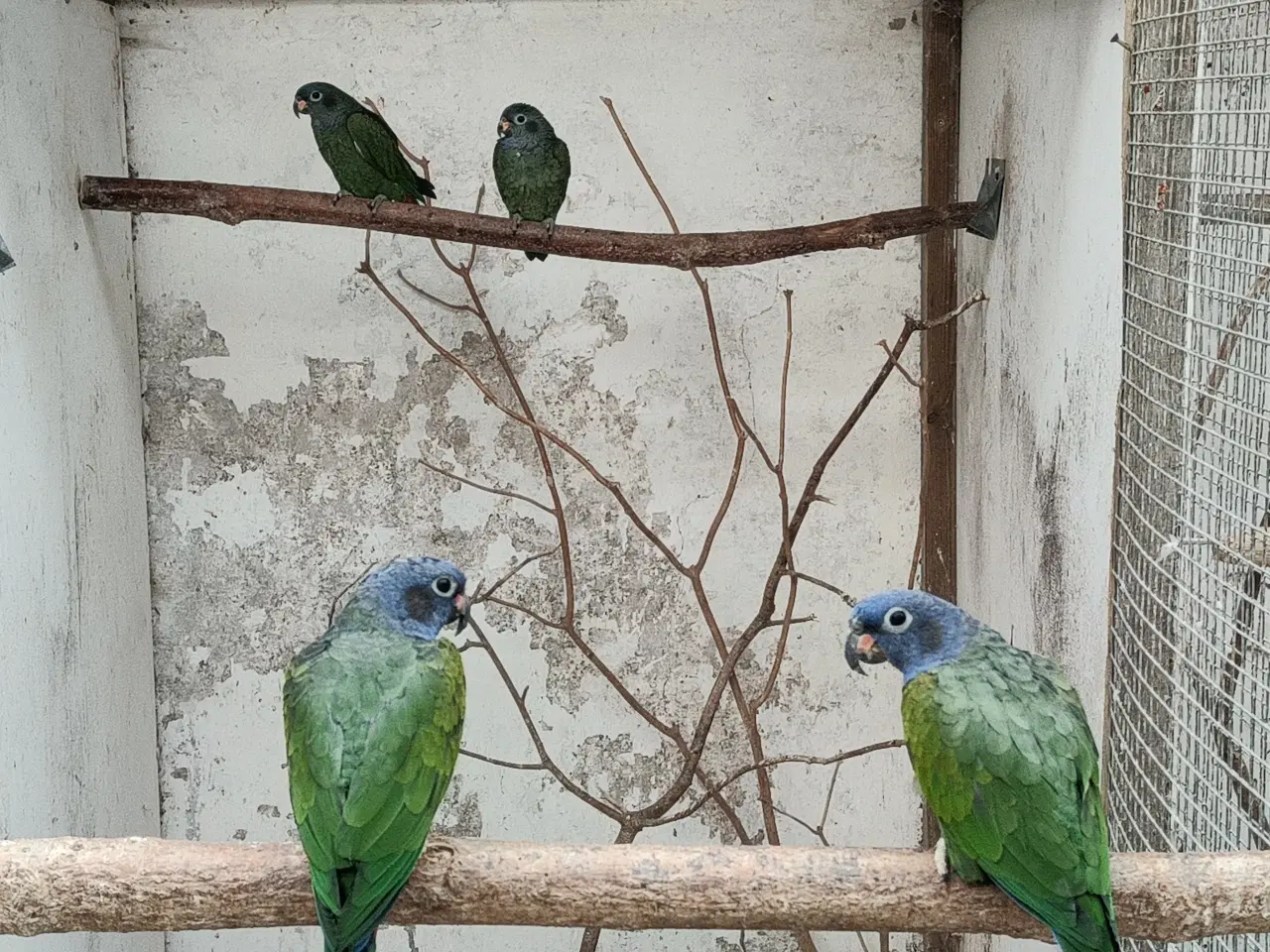 Billede 3 - Blå hovedet pionus 