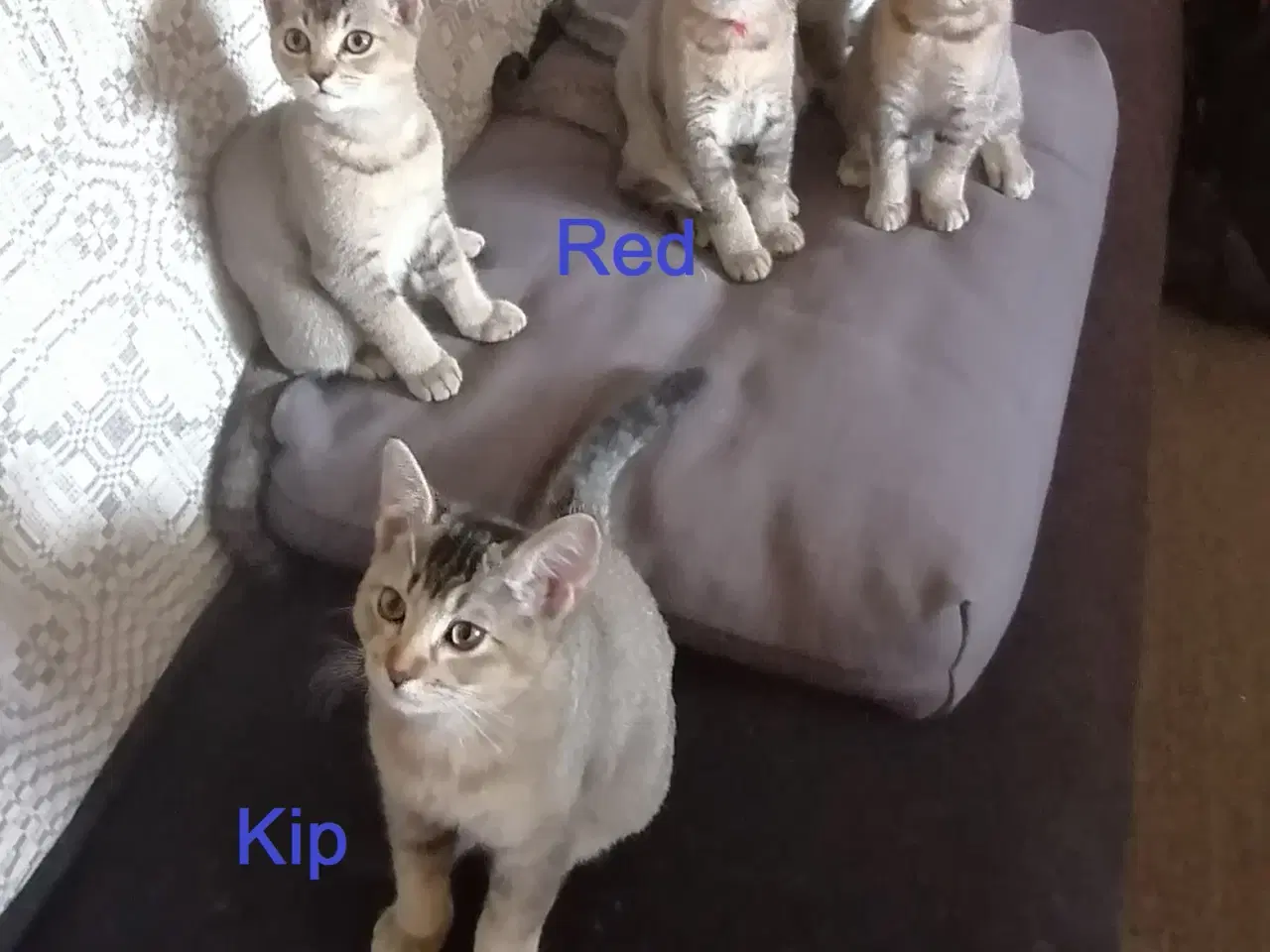 Billede 2 - Killinger Russian Blue/British shorthair