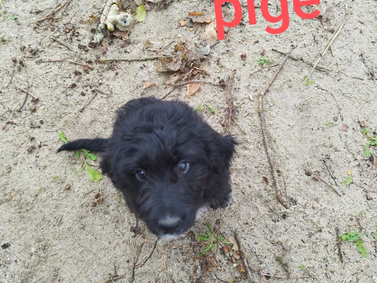 Billede 2 - Bordoodle (Border Collie & Poodle Mix):