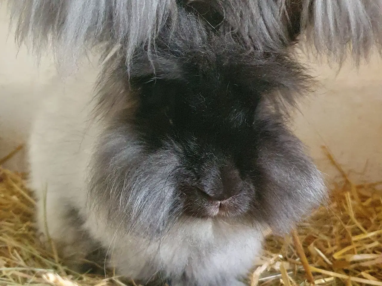 Billede 8 -  Angora unger