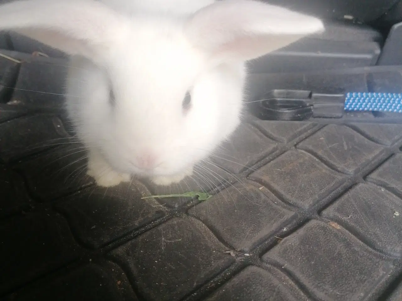 Billede 3 - Mini Lop dv vædder 