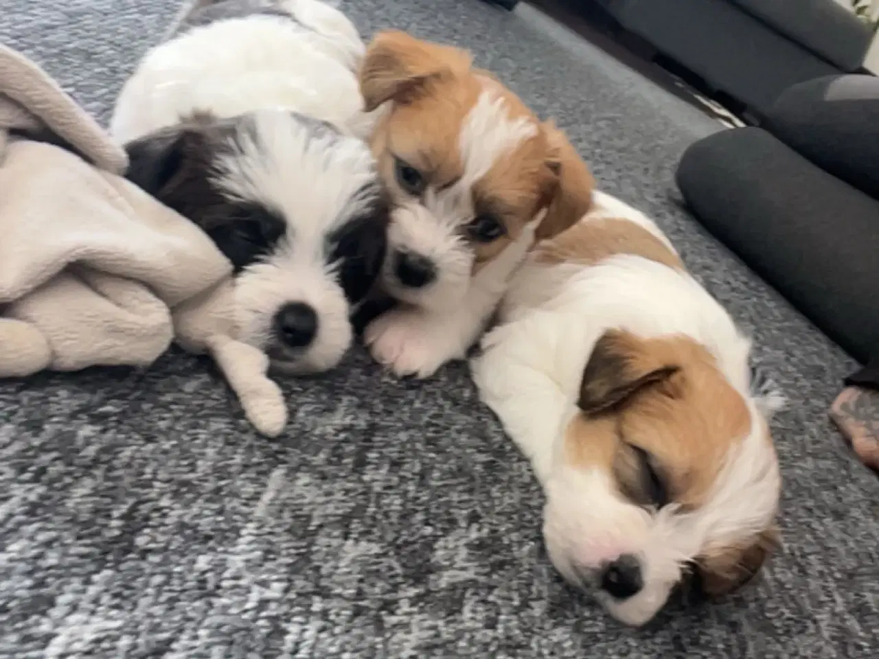 Billede 5 - Shih tzu