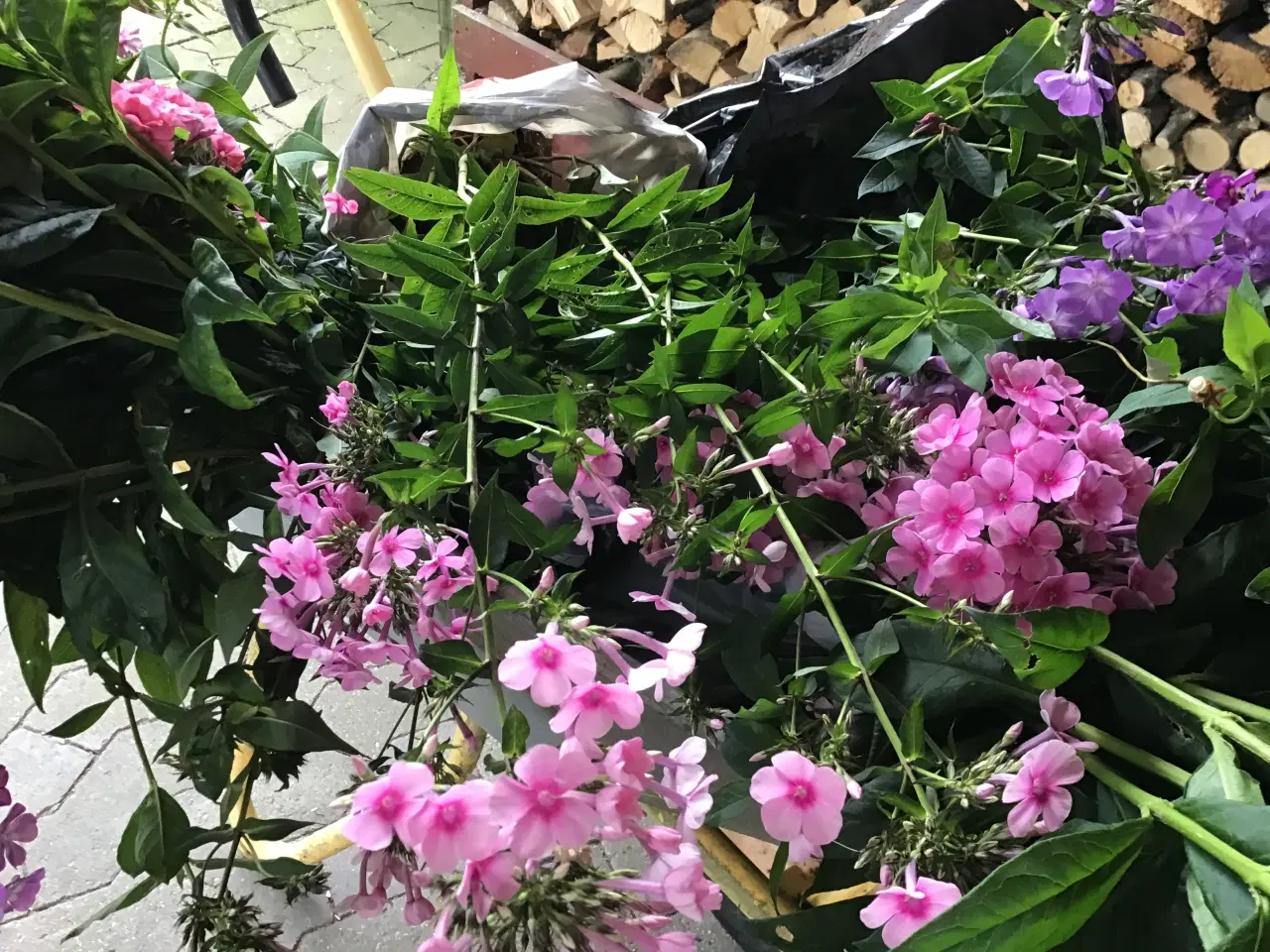 Billede 4 - Stauder, mange forskellige