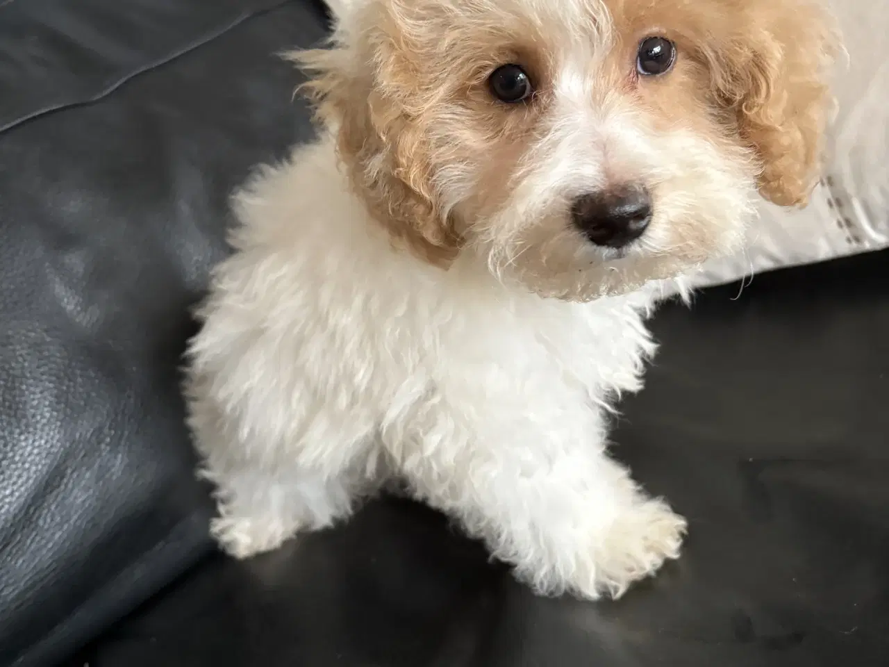 Billede 16 - HAVAPOO HVALPE-REJSEKLARE NU!