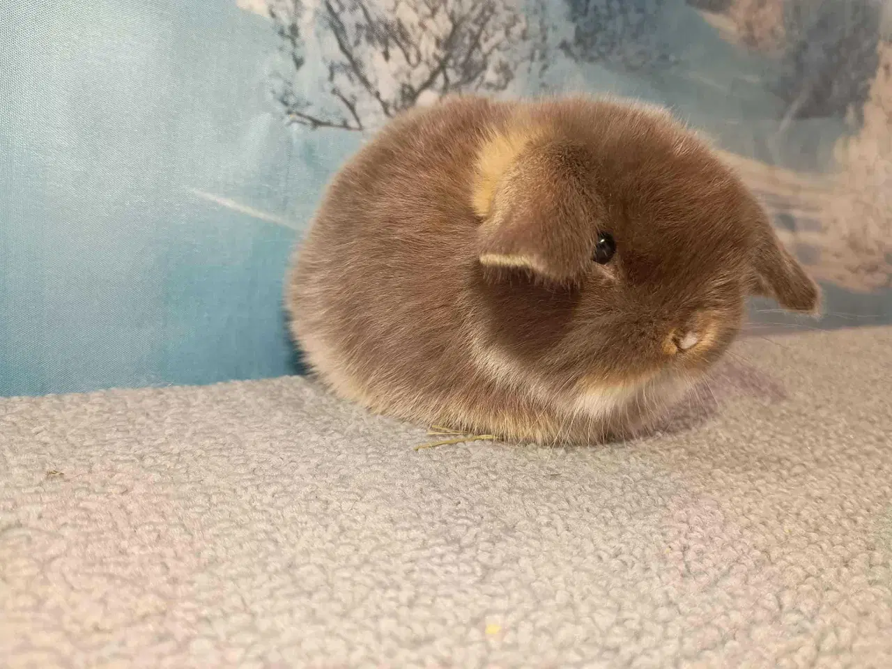 Billede 2 - Minilop pige, dværg kanin hun ung