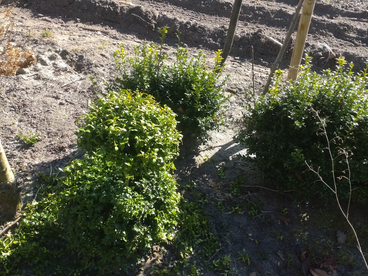 Billede 2 - Buksbom. Hortensia