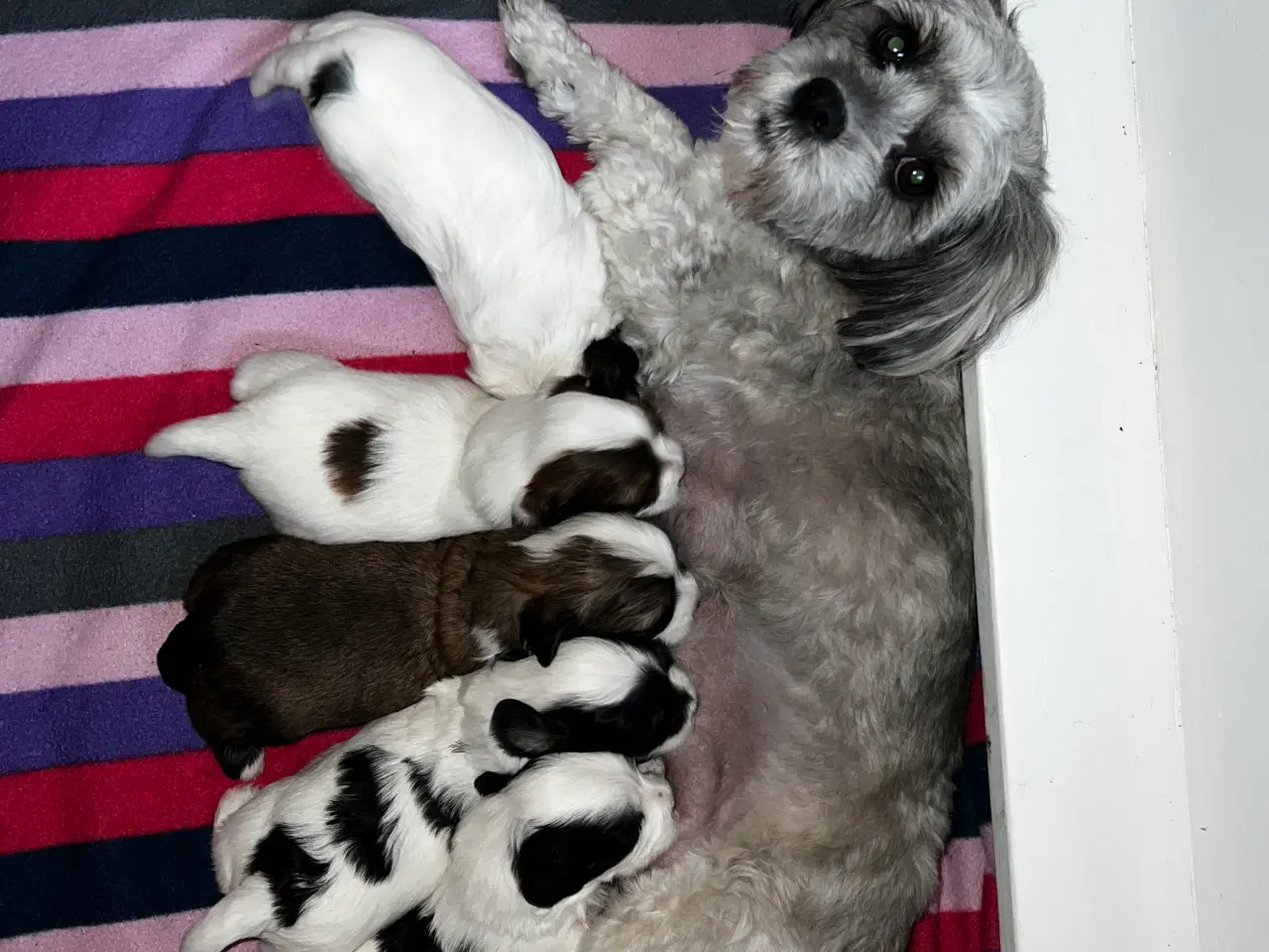 Billede 6 - Bichon Havanais