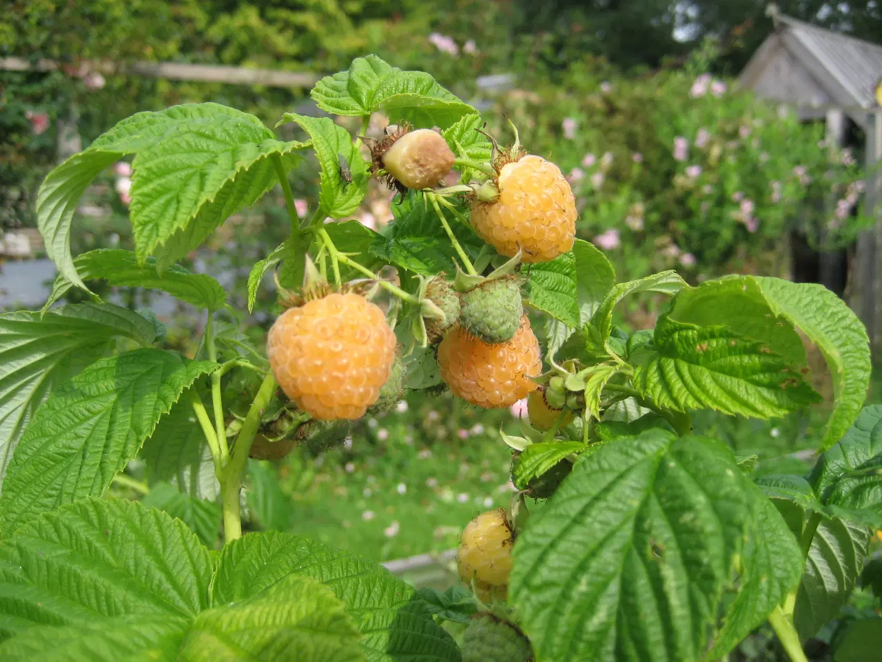 Billede 2 - Gule hindbær "Fallgold"