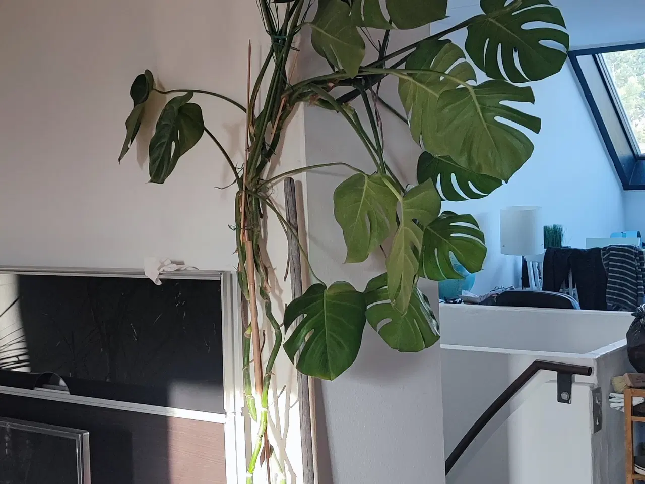 Billede 4 - Monstera XXL, Stueplante