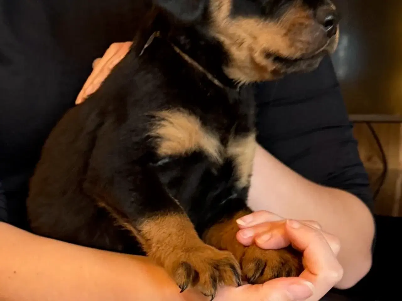 Billede 3 - Rottweiler hvalpe