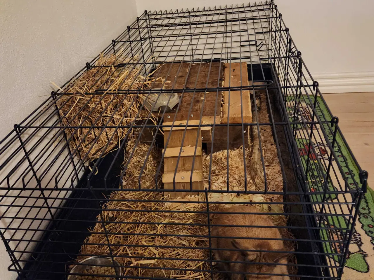 Billede 1 - Hermelin kanin han