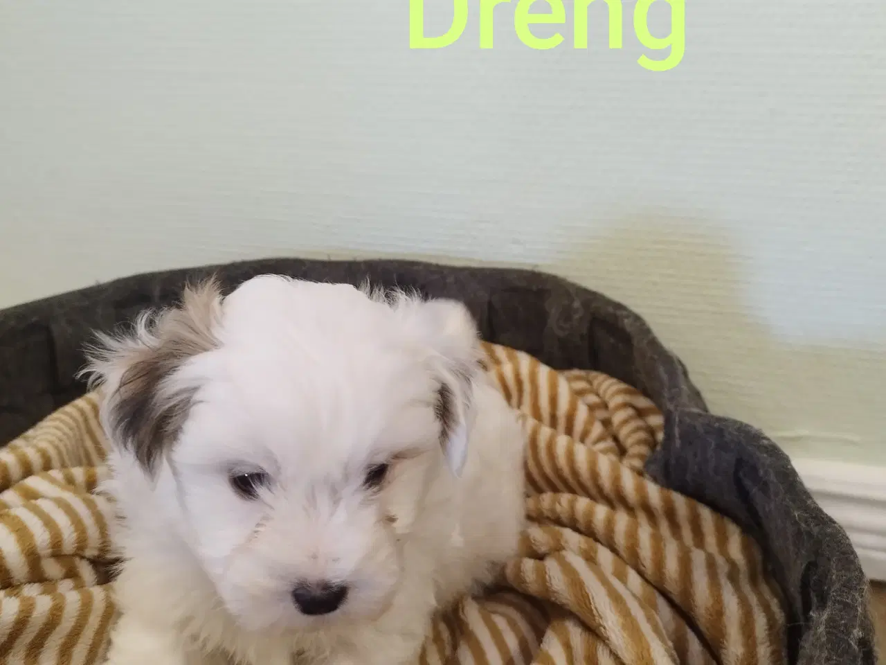Billede 1 - Coton de Tulear hvalpe 