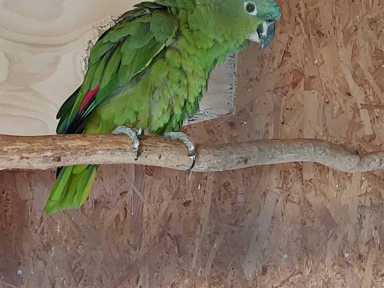 Billede 2 - Costa Rica Amazone Papegøje