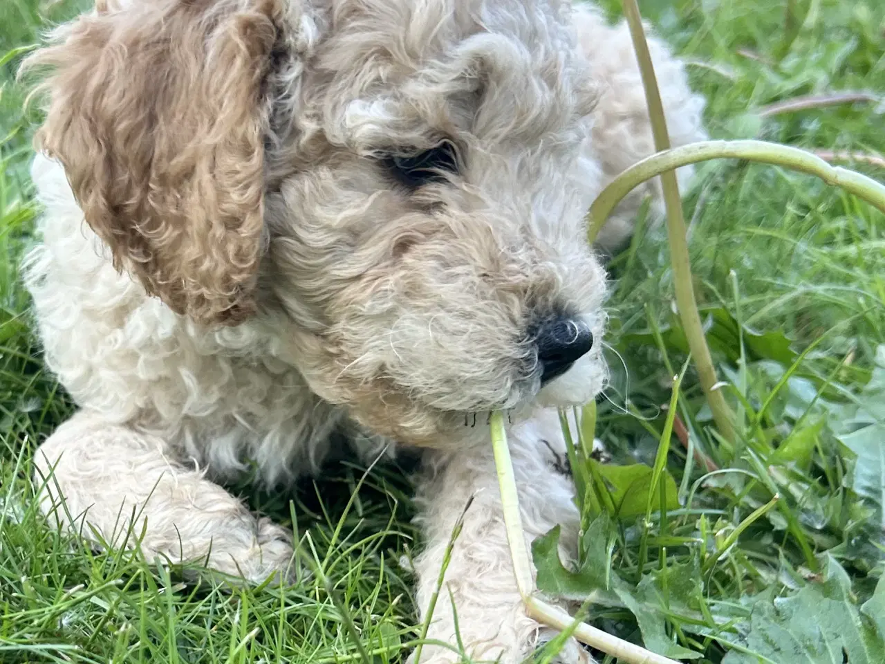 Billede 7 - Mini-labradoodle / doodle sælges