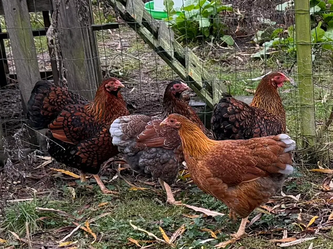 Billede 1 - Dværg Wyandott høner