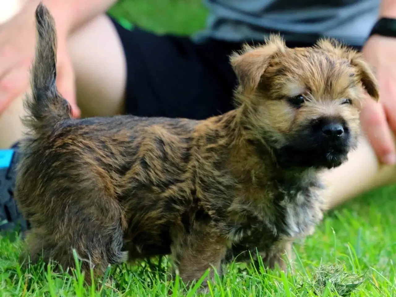 Billede 6 - Cairn terrier hvalpe, ægte uden stambog