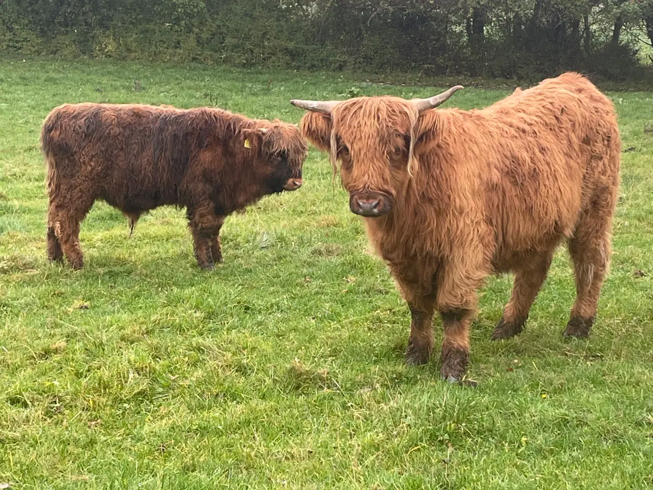 Billede 6 - Skotsk højland kalve