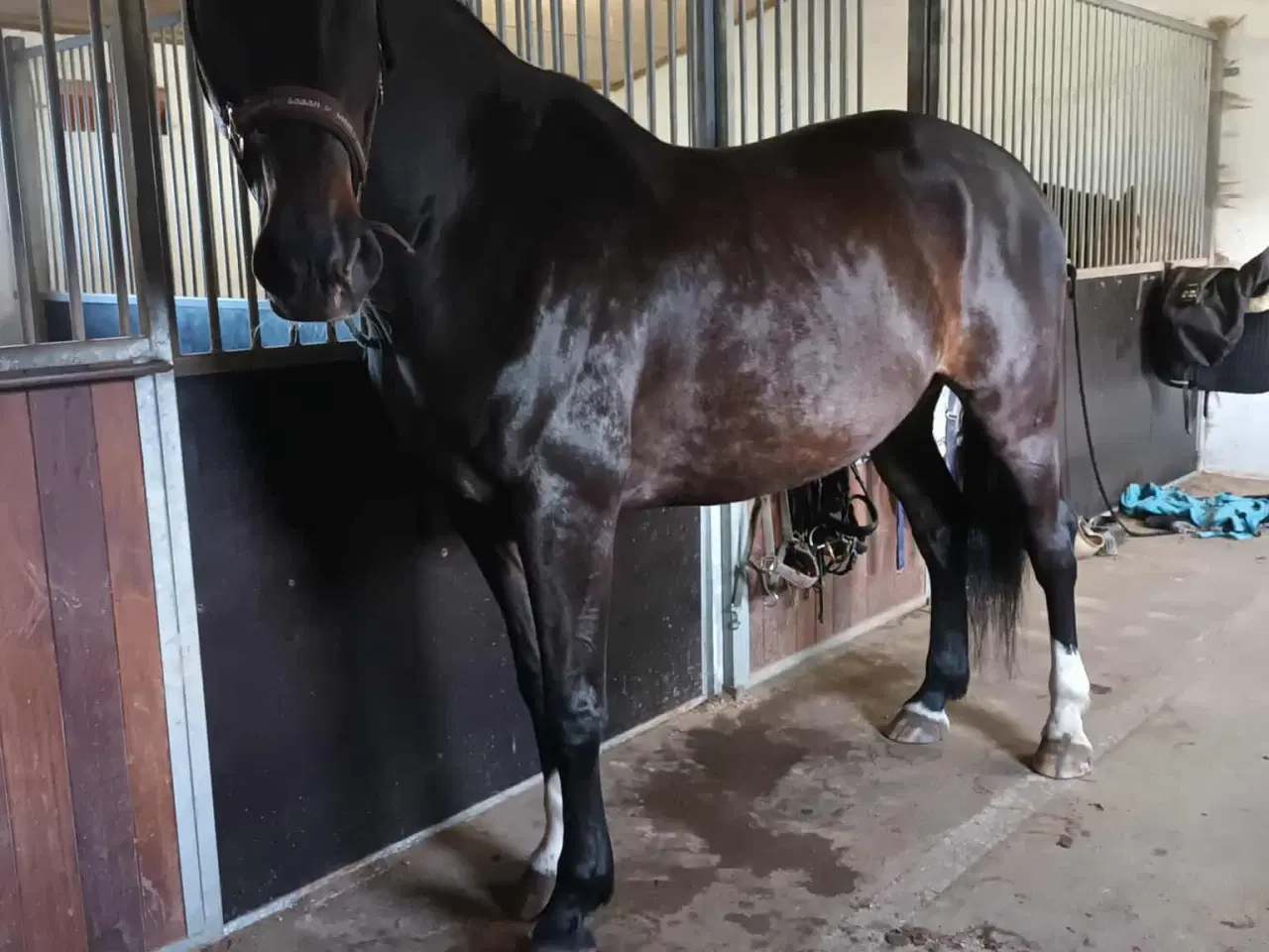 Billede 1 - Dansk Varmblod sælges