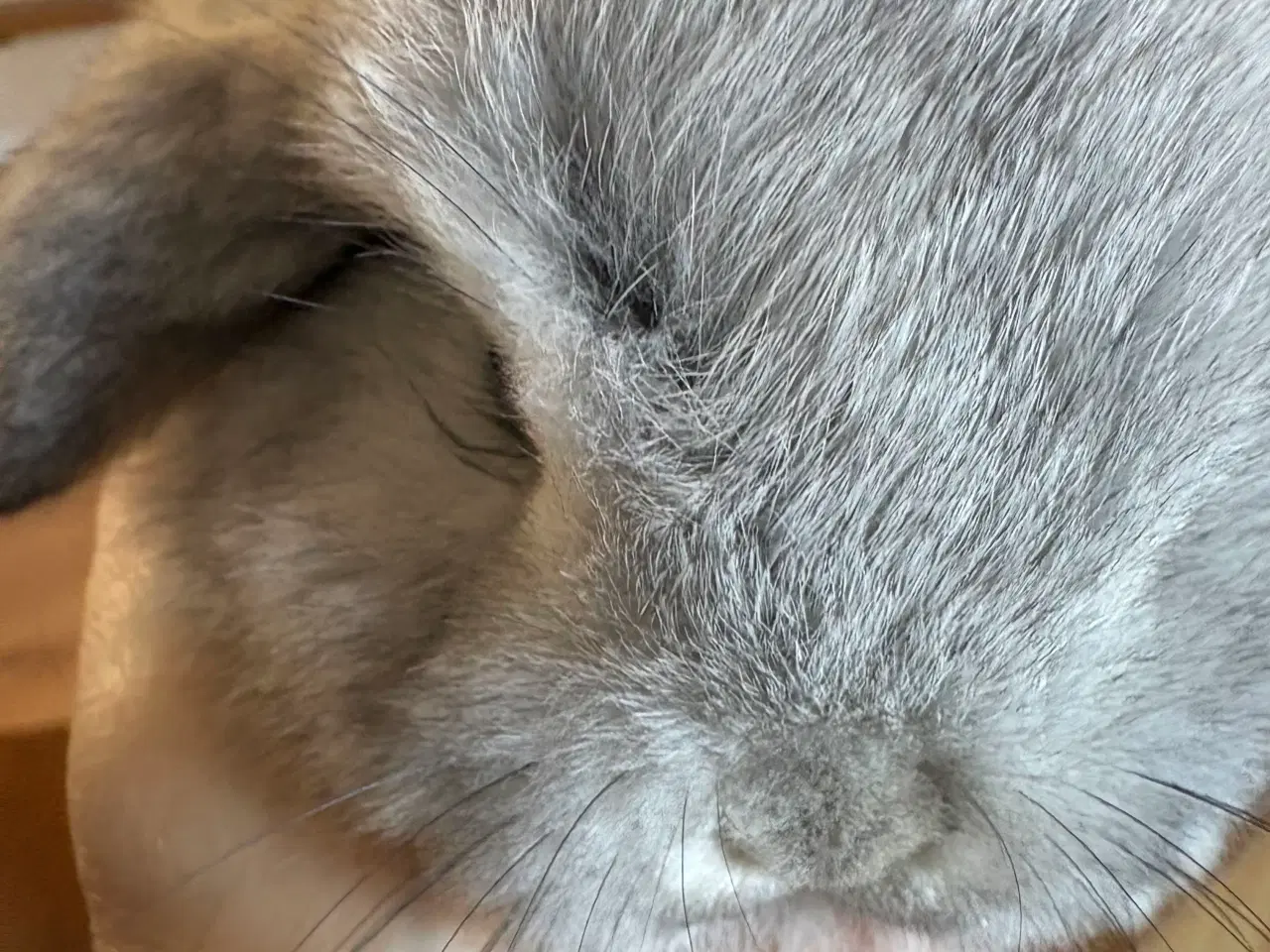 Billede 2 - Minilops unger